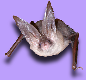 Langohr-Foto Michael Straube