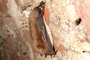 GroÃŸe Bartfledermaus Foto